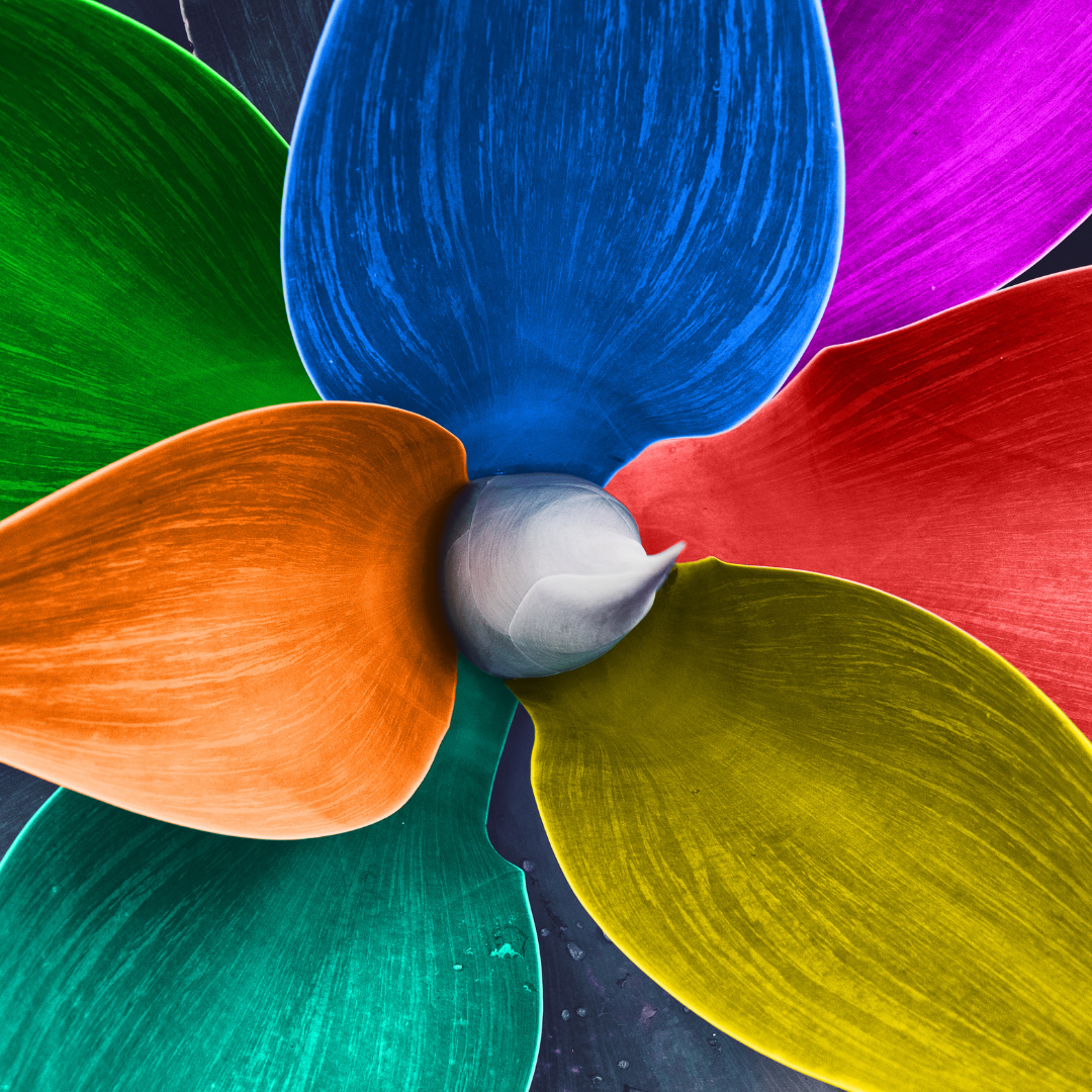 פרח לוטוס צבעוני